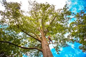 Best Stump Grinding and Removal  in White Plains, NC