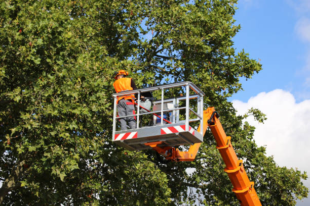 Best Root Management and Removal  in White Plains, NC