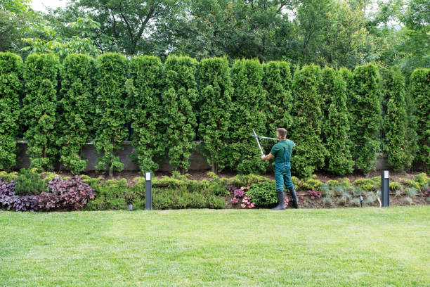 Best Lawn Maintenance Plans  in White Plains, NC