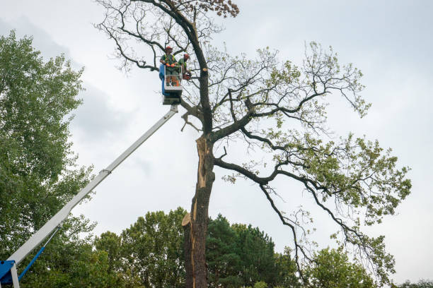 Best Tree Disease Treatment  in White Plains, NC