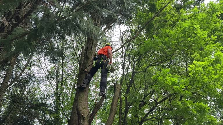 How Our Tree Care Process Works  in  White Plains, NC