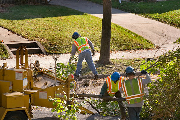 White Plains, NC Tree Care Services Company