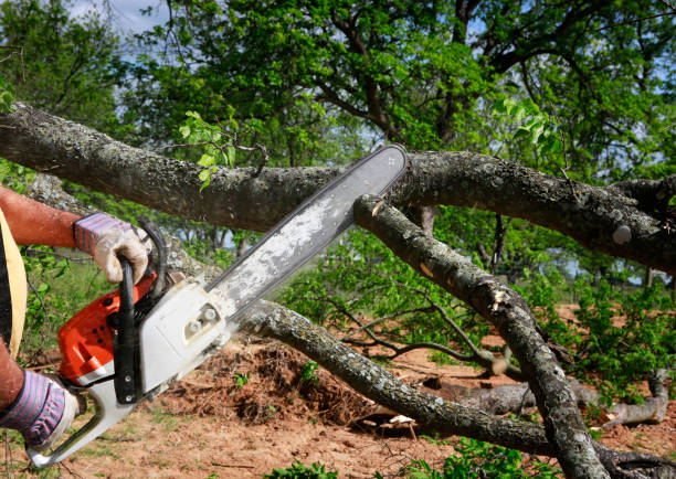 Best Storm Damage Tree Cleanup  in White Plains, NC